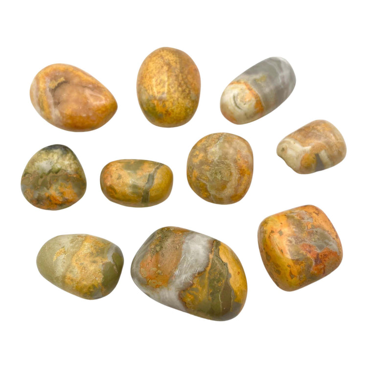 Bumblebee Jasper