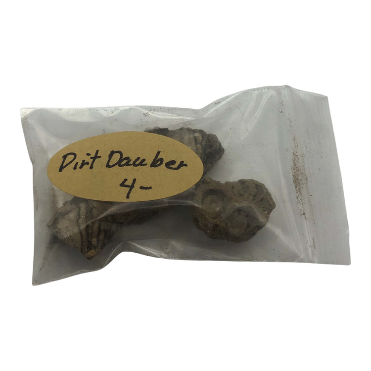 Dirt Dauber