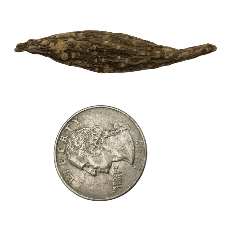 High John the Conqueror Root
