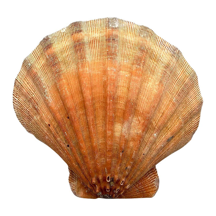 Lion's Paw Shell