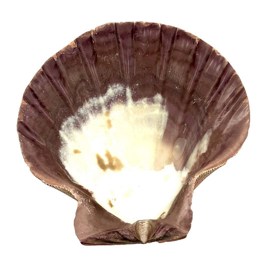 Lion's Paw Shell